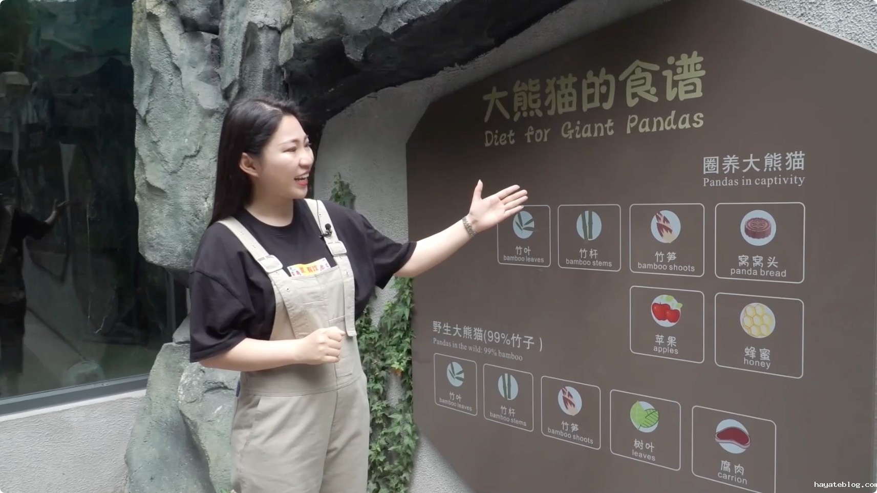 图片6：熊猫吃什么？.jpeg